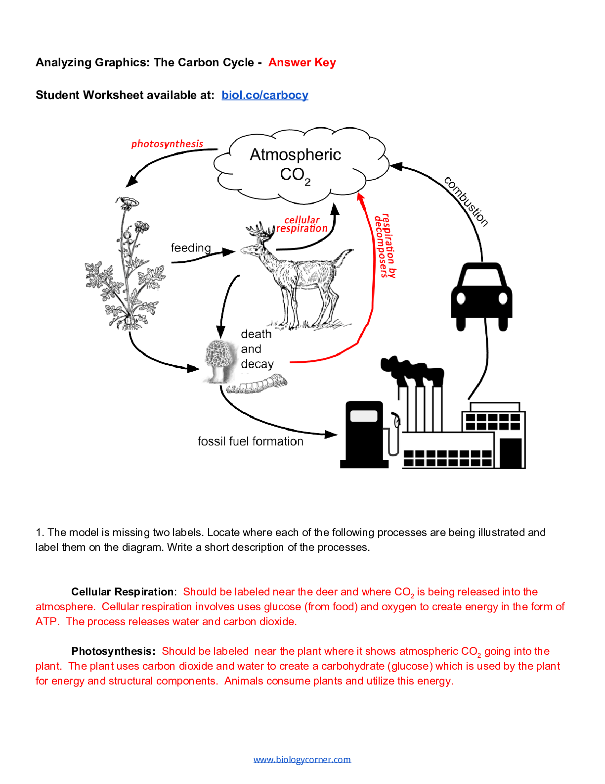 Preview image for Analyzing Graphics: The Carbon Cycle - ​Answer Key