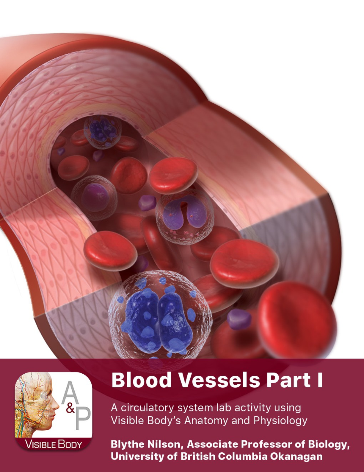 Preview image of Blood Vessel Lab document