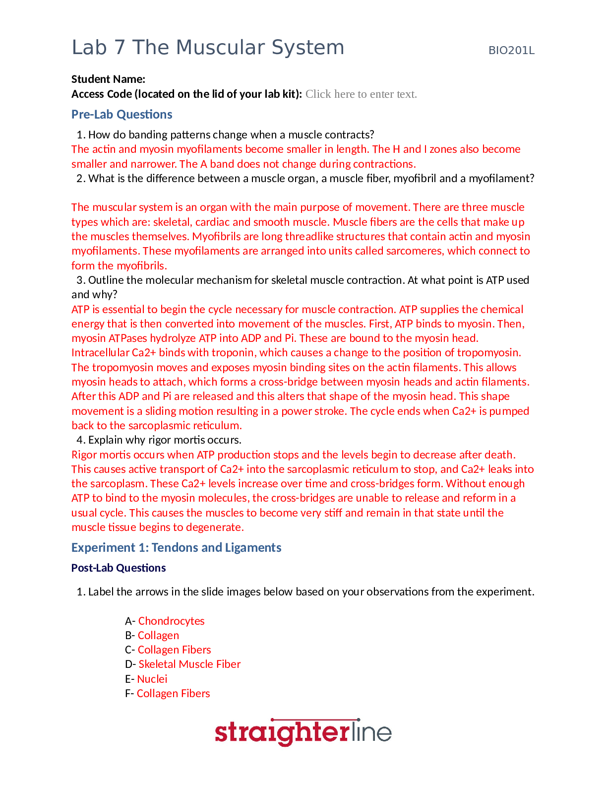 document-preview