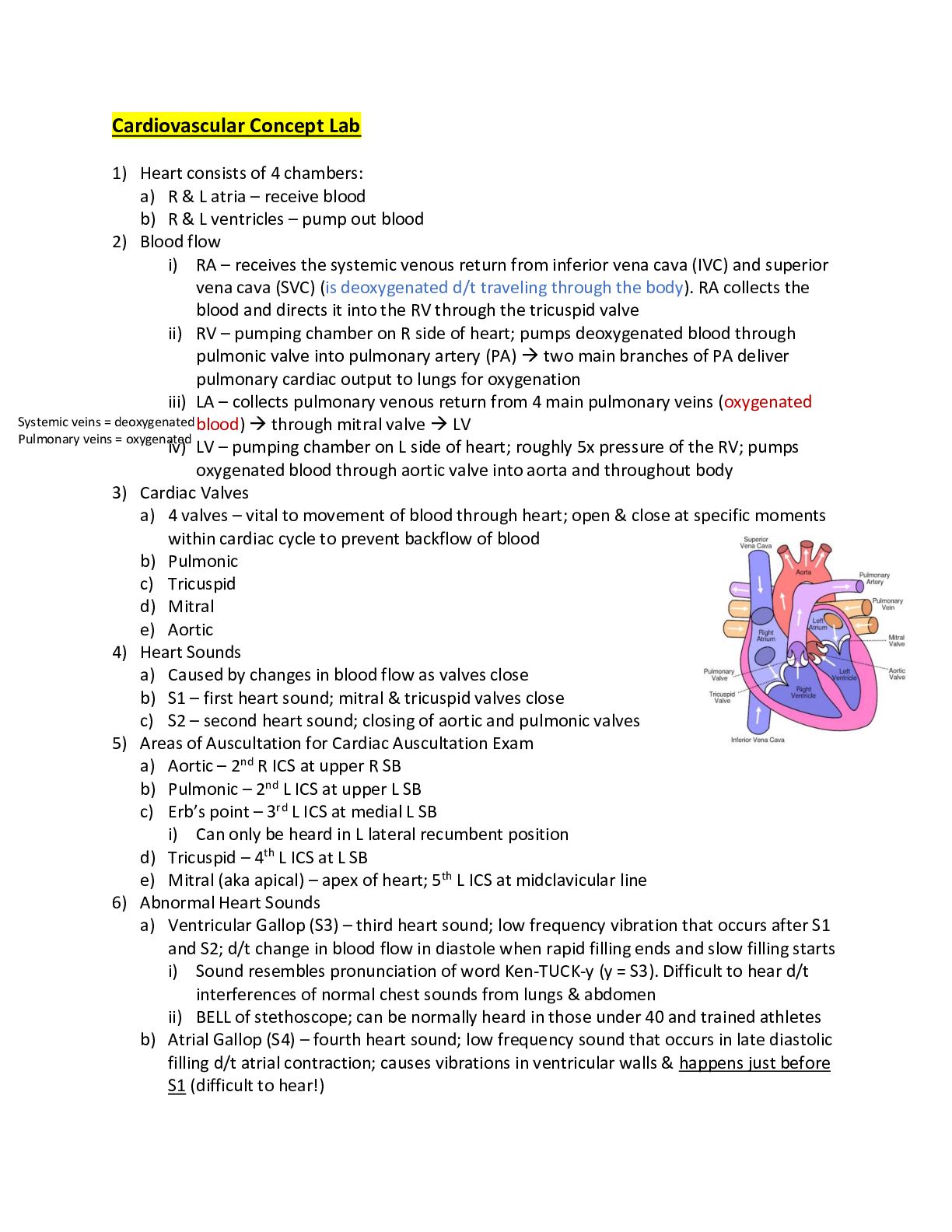 Preview image of Cardiovascular Concept Lab Already Graded A. document