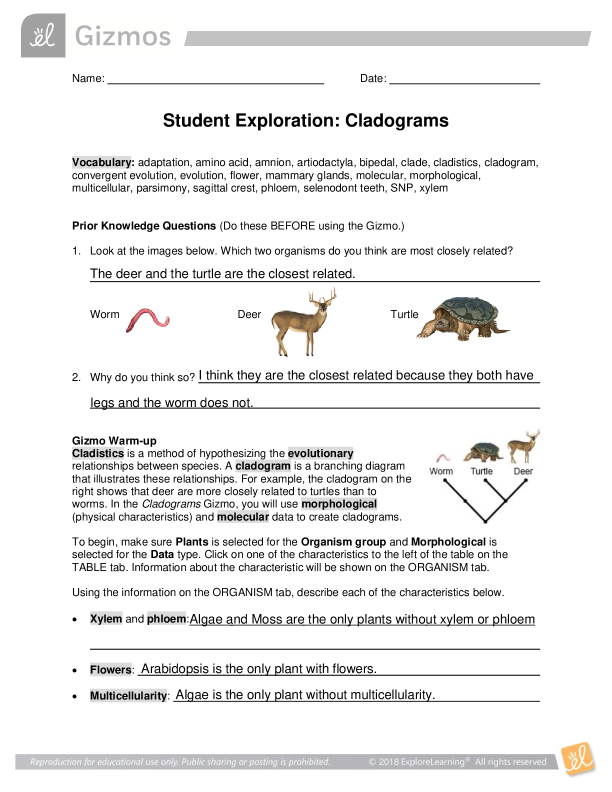 Preview image of Cladograms BIO 101 GIZMO document