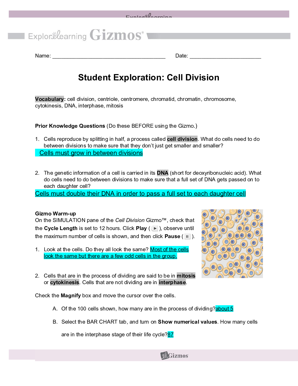 Preview image for BIOL MISC Copy of Cell Division Student Exploration Sheet