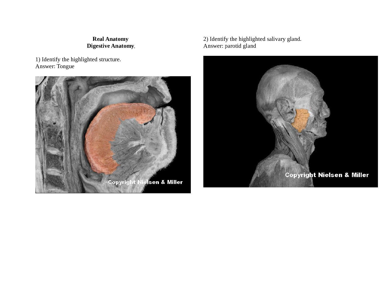 Preview image of BIO 206 Digestive System - Lab Assignment.docx document
