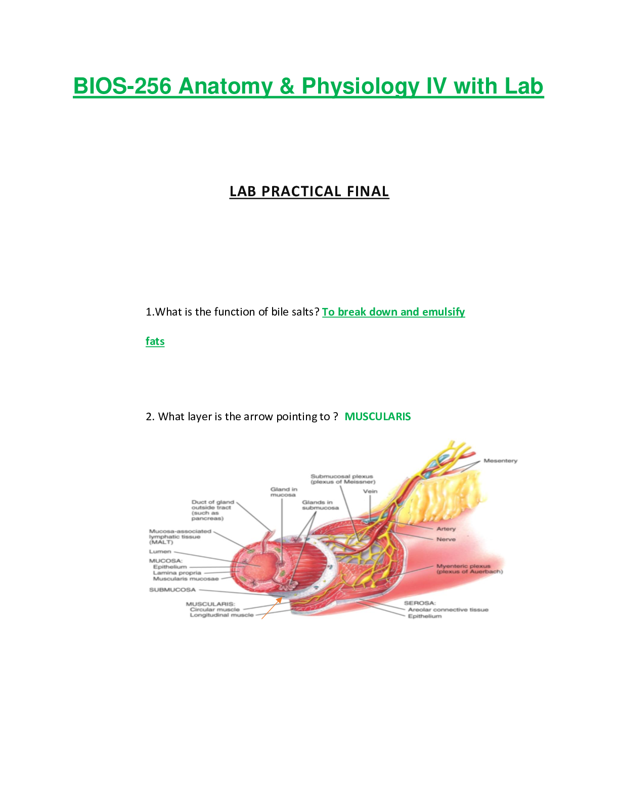 BIOS256 / BIOS 256 Lab Practical Final (Latest): Anatomy & Physiology ...
