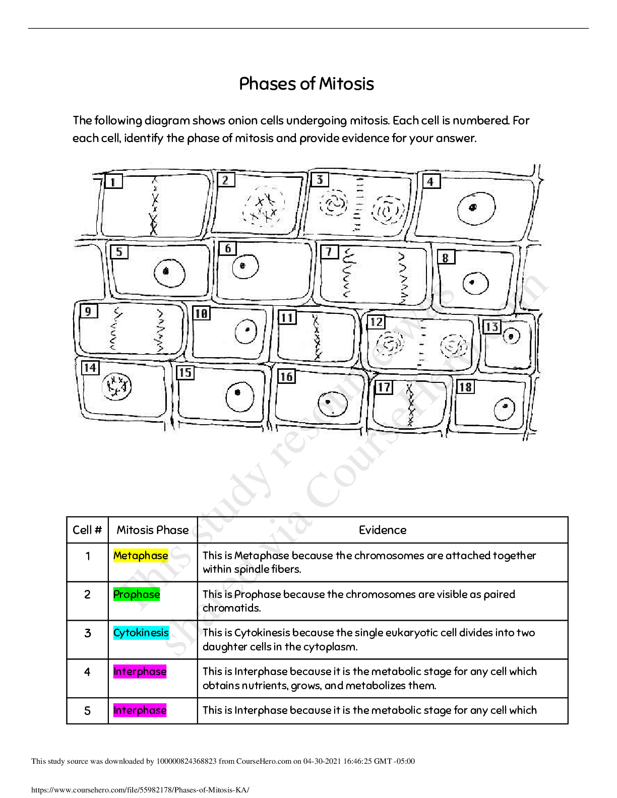 Preview image of Phases of Mitosis document