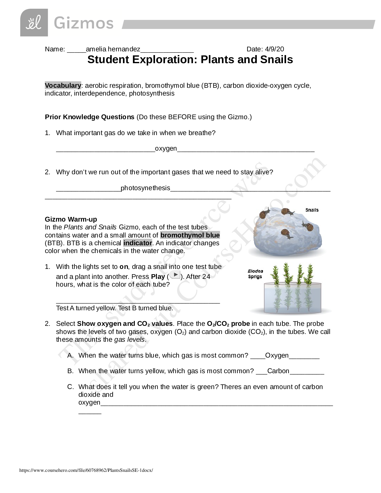 Preview of Sam Rayburn H S - SCIENCE 122PlantsSnailsSE (1) GIZMO ALL ANSWERS CORRECT