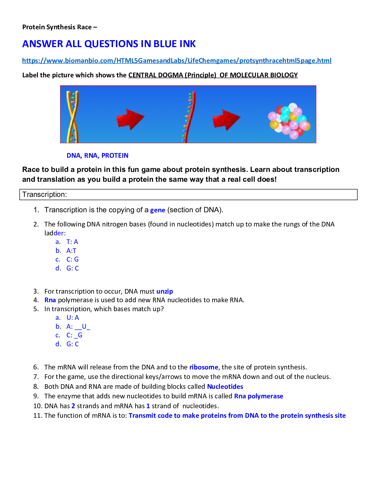 Preview image of Protein Synthesis Race worksheet document