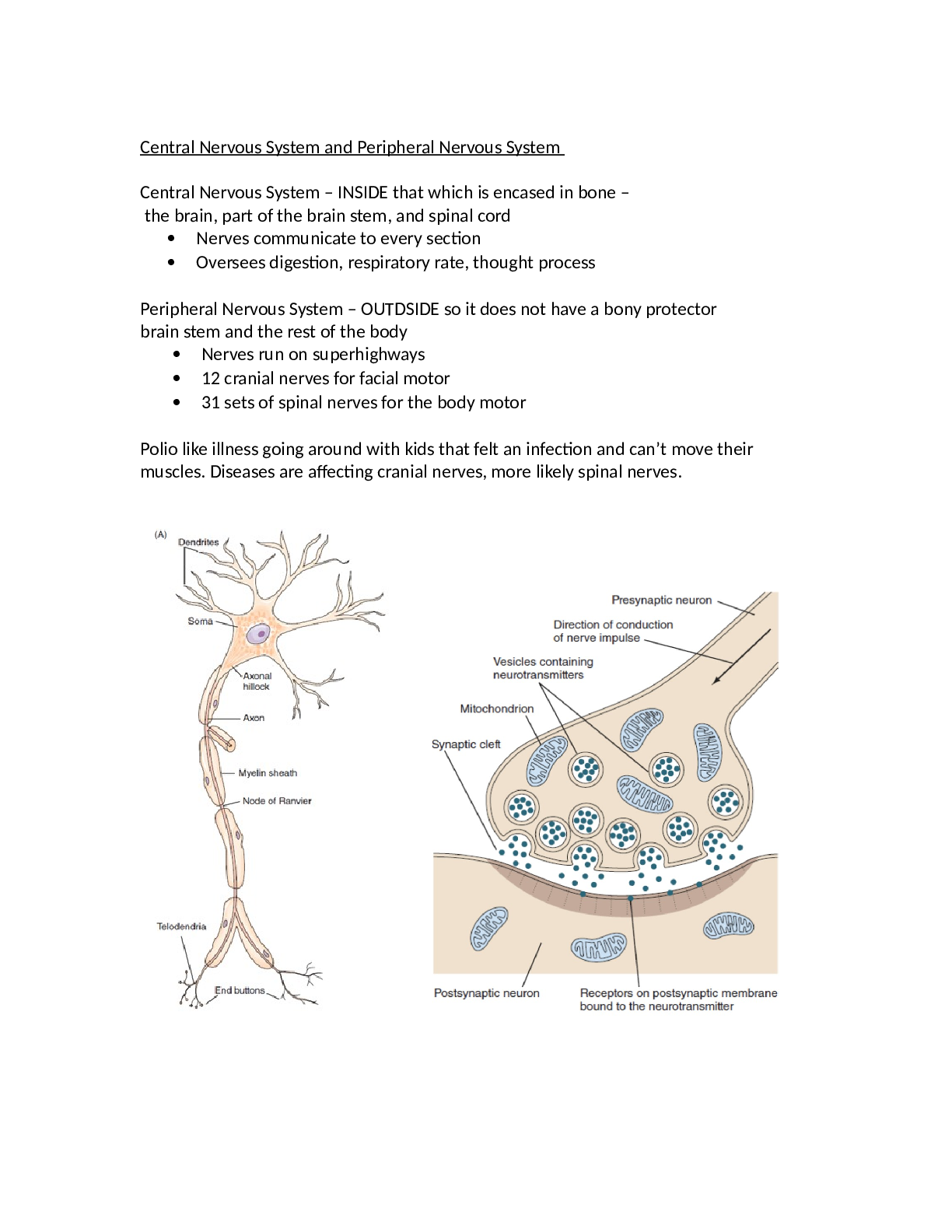 Preview image of TEST 3 A P NEUROANATOMY FINAL document