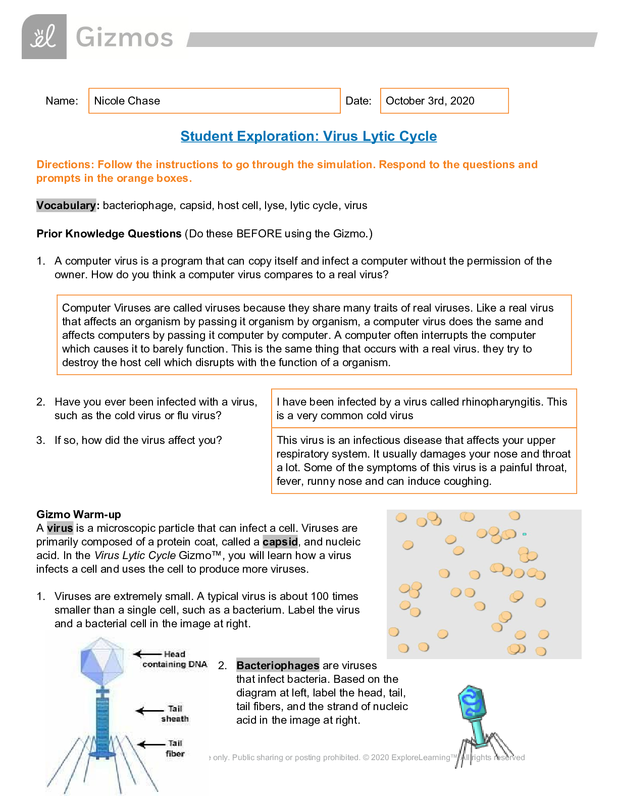 Preview image of Virus Lytic Cycle Gizmos document