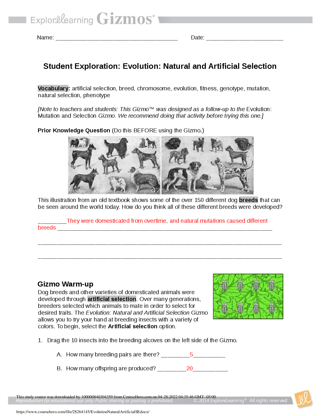Recommended document preview for Gizmos Student Exploration: Evolution: Natural and Artificial Selection Vocabulary: artificial selection, breed, chromosome, evolution, fitness, genotype, mutation, natural selection, phenotype